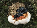 Fomitopsis mounceae image