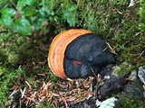 Fomitopsis mounceae image