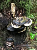 Fomitopsis mounceae image