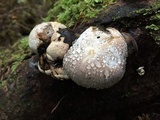 Fomitopsis mounceae image