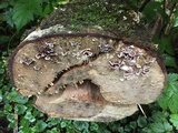 Chondrostereum purpureum image