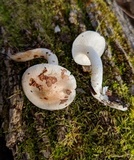 Hygrophorus laurae image