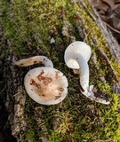 Hygrophorus laurae image