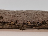 Peniophora cinerea image