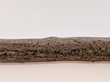 Peniophora cinerea image