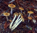 Cortinarius seidliae image