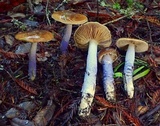 Cortinarius seidliae image