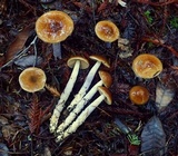 Cortinarius seidliae image