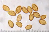 Cortinarius seidliae image