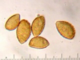 Cortinarius seidliae image