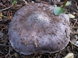 Entoloma bloxamii image