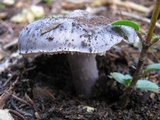 Entoloma bloxamii image