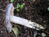 Entoloma bloxamii image