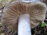 Entoloma bloxamii image