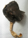 Entoloma bloxamii image