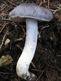 Entoloma bloxamii image