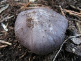 Entoloma bloxamii image