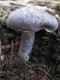 Entoloma bloxamii image