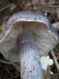 Entoloma bloxamii image