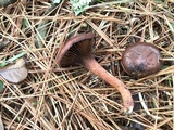 Chroogomphus vinicolor image