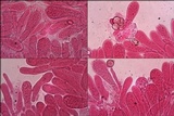 Entoloma bloxamii image