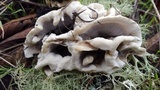 Bjerkandera adusta image