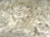Chroogomphus vinicolor image