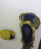 Gyroporus cyanescens var. violaceotinctus image