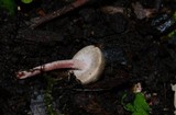 Melanophyllum haematospermum image