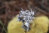 Suillus collinitus image