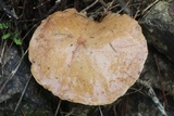 Suillus collinitus image