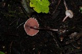 Melanophyllum haematospermum image