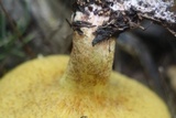 Suillus collinitus image