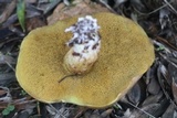 Suillus collinitus image