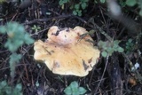 Suillus collinitus image