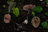 Melanophyllum haematospermum image