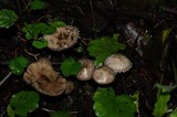 Melanophyllum haematospermum image