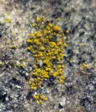 Candelariella vitellina image