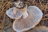 Lepista sordida image