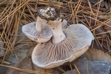Lepista sordida image