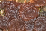 Exidia recisa image
