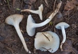 Cuphophyllus virgineus image