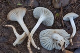Cuphophyllus virgineus image