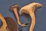 Chroogomphus vinicolor image