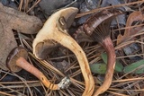 Chroogomphus vinicolor image