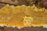 Coniophora puteana image