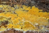 Coniophora puteana image