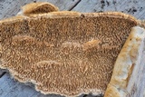 Antrodia sinuosa image
