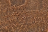 Antrodia sinuosa image