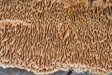 Antrodia sinuosa image